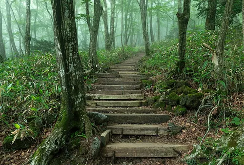 Wooden staircase steps, in the forest of Hallasan Park, Eorimok Trail, at dusk on Jeju Island in South Korea. Long-exposure photography (30 