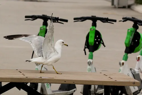 Ring-billed gull landing on table at Parc Jean Drapeau